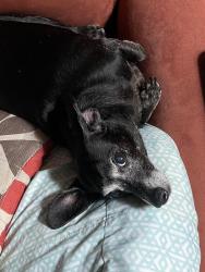 Lost Female Dog last seen Chestnut Wood Dr. and Peter’s Cove Rd., Waynesville, NC 28786