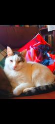 Lost Male Cat last seen Wycombe road, , England LE5