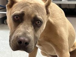 Shelter Stray Male Dog last seen FRISBEE PARK, San Bernardino, CA 92401