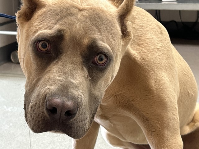 Shelter Stray Male Dog last seen FRISBEE PARK, San Bernardino, CA 92401