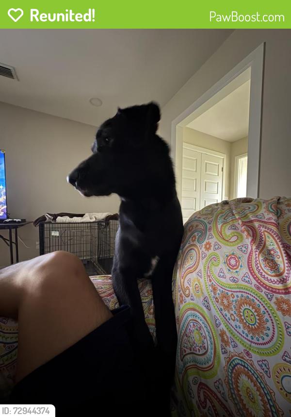 Reunited Male Dog last seen W Bell and Palm Dr, Pharr, TX 78577