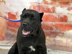 Shelter Stray Female Dog last seen FRISBEE PARK, San Bernardino, CA 92401