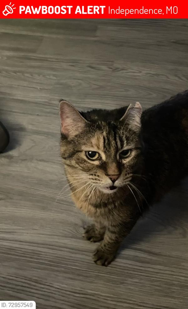 Lost Female Cat last seen Hedges and Down Town Independence , Independence, MO 64052