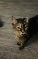 Lost Female Cat last seen Hedges and Down Town Independence , Independence, MO 64052