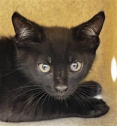 Shelter Stray Male Cat last seen SHAWNEE TRL, GENEVA, Sanford, FL 32773