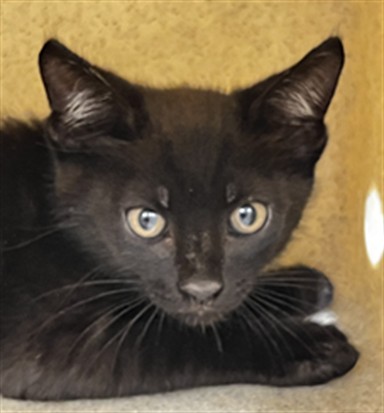 Shelter Stray Male Cat last seen SHAWNEE TRL, GENEVA, 232 Eslinger Way, Sanford, FL 32773, USA