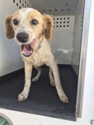 Shelter Stray Female Dog last seen Near BLK S WILLIAMS ST, BAKERSFIELD CA, Bakersfield, CA 93307