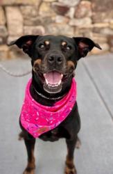 Shelter Stray Female Dog last seen CHARLOTTE, Charlotte, NC 28217