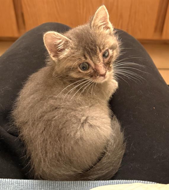 Shelter Stray Female Cat last seen 21ST AVE & 36TH ST, Sacramento, CA 95818