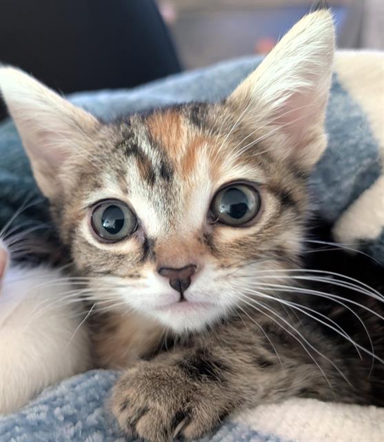 Shelter Stray Female Cat last seen STOCKTON BLVD & FRUITRIDGE RD, Sacramento, CA 95818