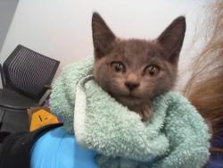 Shelter Stray Male Cat last seen CHARLOTTE, Charlotte, NC 28217