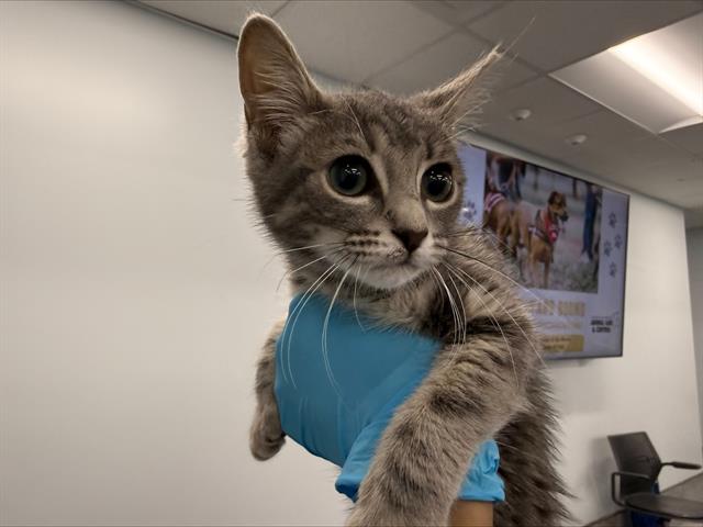Shelter Stray Female Cat last seen CHARLOTTE, Charlotte, NC 28217