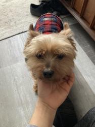 Lost Male Dog last seen Ann st & Thurman , Columbus, OH 43206