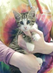 Shelter Stray Male Cat last seen Near BLOCK LYNN AVE, FAYETTEVILLE NC 28301, Fayetteville, NC 28306