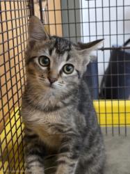 Shelter Stray Female Cat last seen , San Pedro, CA 90731