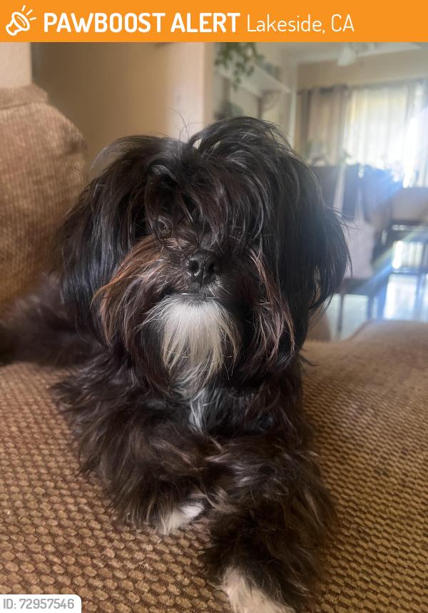 Found/Stray Female Dog last seen Los Coches Rd East, Lakeside, CA 92021