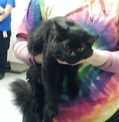 Shelter Stray Female Cat last seen Near BLOCK LYNN AVE, FAYETTEVILLE NC 28301, Fayetteville, NC 28306