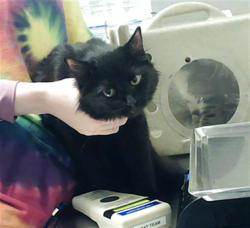 Shelter Stray Female Cat last seen Near BLOCK LYNN AVE, FAYETTEVILLE NC 28301, Fayetteville, NC 28306