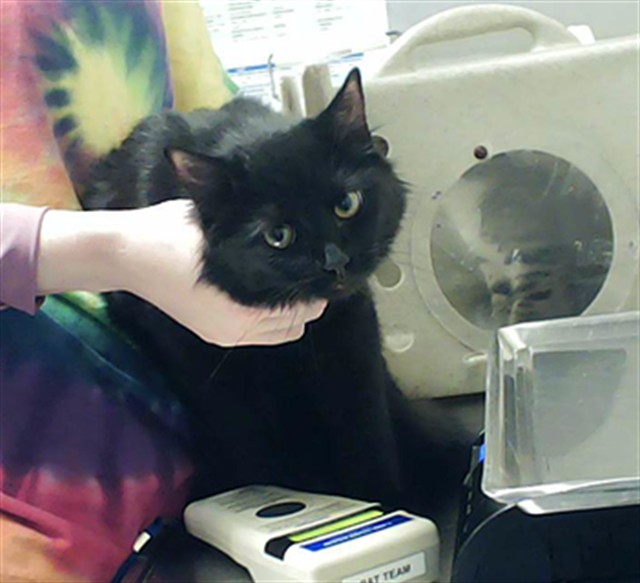 Shelter Stray Female Cat last seen Near BLOCK LYNN AVE, FAYETTEVILLE NC 28301, Fayetteville, NC 28306