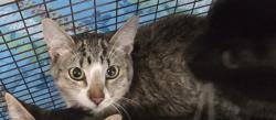 Shelter Stray Female Cat last seen , San Pedro, CA 90731