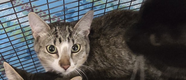 Shelter Stray Female Cat last seen , San Pedro, CA 90731