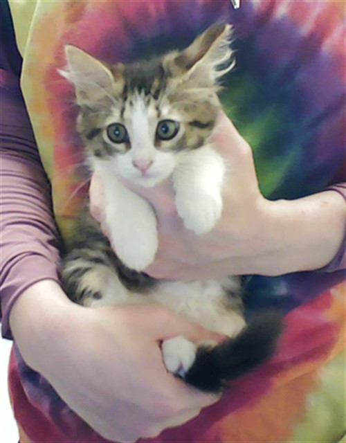 Shelter Stray Female Cat last seen Near BLOCK LYNN AVE, FAYETTEVILLE NC 28301, Fayetteville, NC 28306