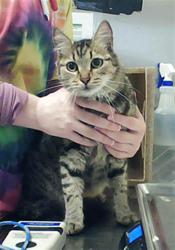 Shelter Stray Female Cat last seen Near BLOCK LYNN AVE, FAYETTEVILLE NC 28301, Fayetteville, NC 28306