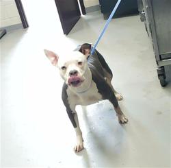 Shelter Stray Female Dog last seen Near BLOCK HOPE MILLS RD, Fayetteville, NC 28306