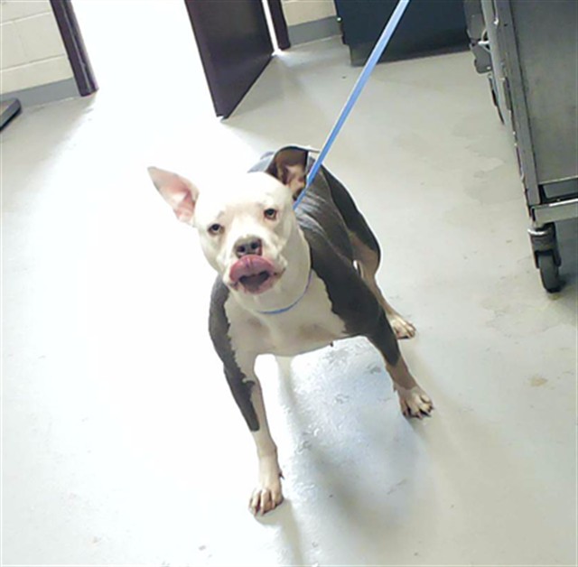 Shelter Stray Female Dog last seen Near BLOCK HOPE MILLS RD, Fayetteville, NC 28306