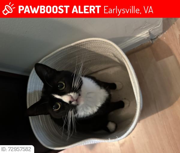 Lost Female Cat last seen Our garage, Earlysville, VA 22936