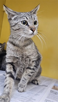 Shelter Stray Female Cat last seen , Los Angeles, CA 90031