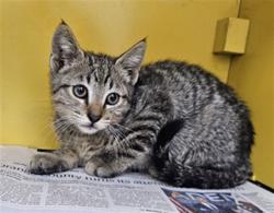 Shelter Stray Male Cat last seen , Los Angeles, CA 90031
