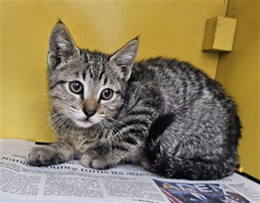 Shelter Stray Male Cat last seen , Los Angeles, CA 90031