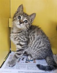 Shelter Stray Female Cat last seen , Los Angeles, CA 90031