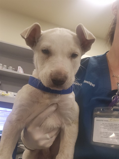 Shelter Stray Male Dog last seen FALCON RD/CARDINALS, HEMET, CA, San Jacinto, CA 92582