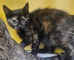 Shelter Stray Female Cat last seen , Los Angeles, CA 90031