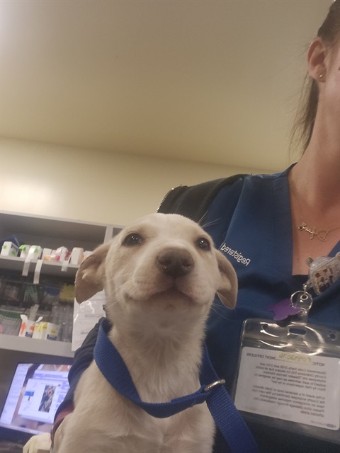 Shelter Stray Female Dog last seen FALCON RD/CARDINALS, HEMET, CA, San Jacinto, CA 92582