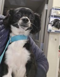 Shelter Stray Female Dog last seen Near BLOCK MINOR ST, SAN JACINTO CA 92583, San Jacinto, CA 92582