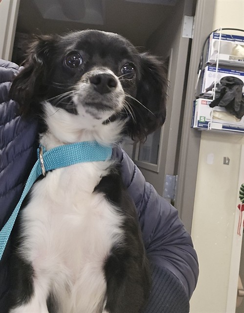 Shelter Stray Female Dog last seen Near BLOCK MINOR ST, SAN JACINTO CA 92583, San Jacinto, CA 92582