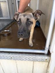 Shelter Stray Female Dog last seen Near BLOCK E NUEVO RD, PERRIS, CA 92571, Perris, CA 92571
