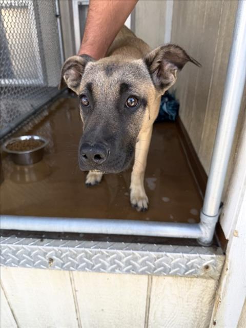 Shelter Stray Female Dog last seen Near BLOCK E NUEVO RD, PERRIS, CA 92571, Perris, CA 92571