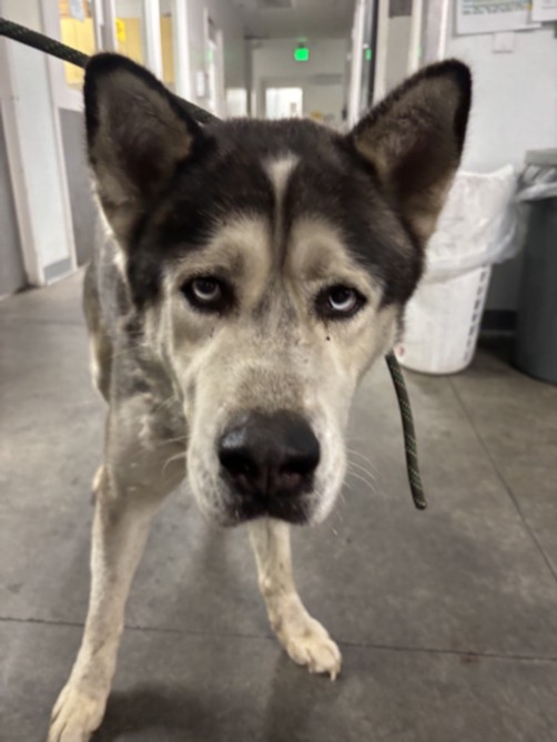 Shelter Stray Male Dog last seen , Los Angeles, CA 90047