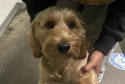 Shelter Stray Female Dog last seen , Los Angeles, CA 90047