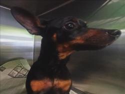 Shelter Stray Male Dog last seen , Los Angeles, CA 90047