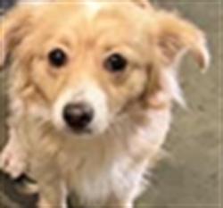 Shelter Stray Male Dog last seen , Los Angeles, CA 90047