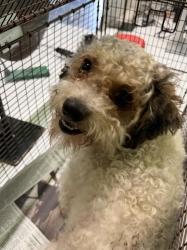 Shelter Stray Male Dog last seen , Los Angeles, CA 90047