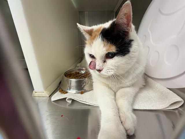 Shelter Stray Female Cat last seen Near BLOCK ACAPULCO CT, COLORADO SPRINGS CO 80910, Colorado Springs, CO 80905
