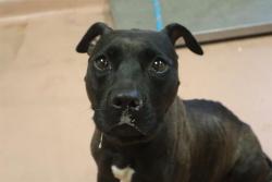 Shelter Stray Female Dog last seen Near BLOCK MONTICELLO RD, Columbia, SC 29209