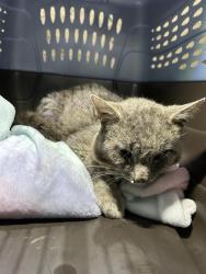 Shelter Stray Male Cat last seen Near , Indianapolis, IN 46221