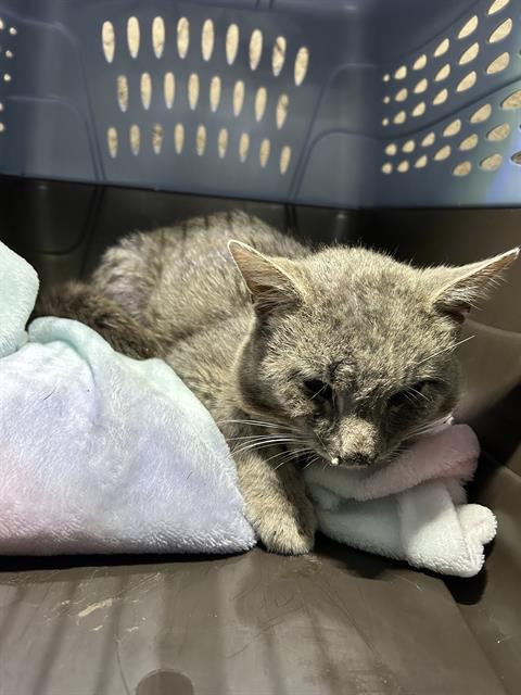 Shelter Stray Male Cat last seen Near , Indianapolis, IN 46221
